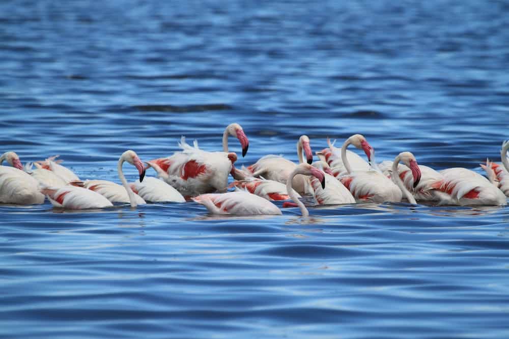 Flamingos, Lake Manyara