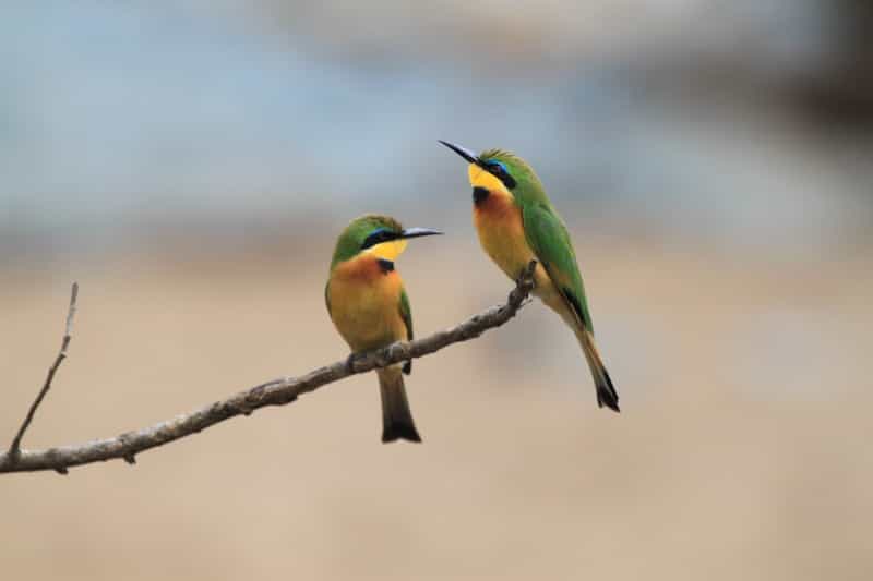 Bee-eaters on branch