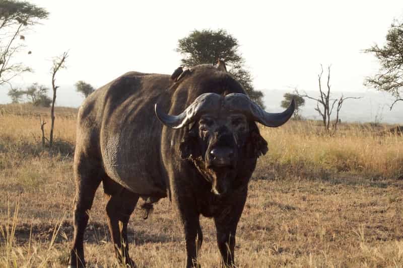Buffalo