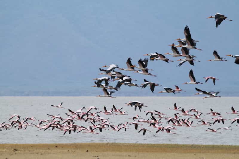 Flamingoes and storks in flight