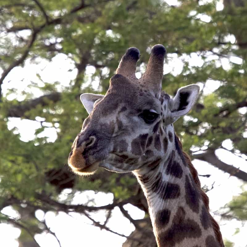 Giraffe