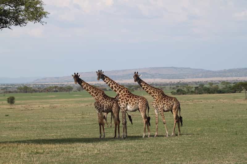 Three giraffe