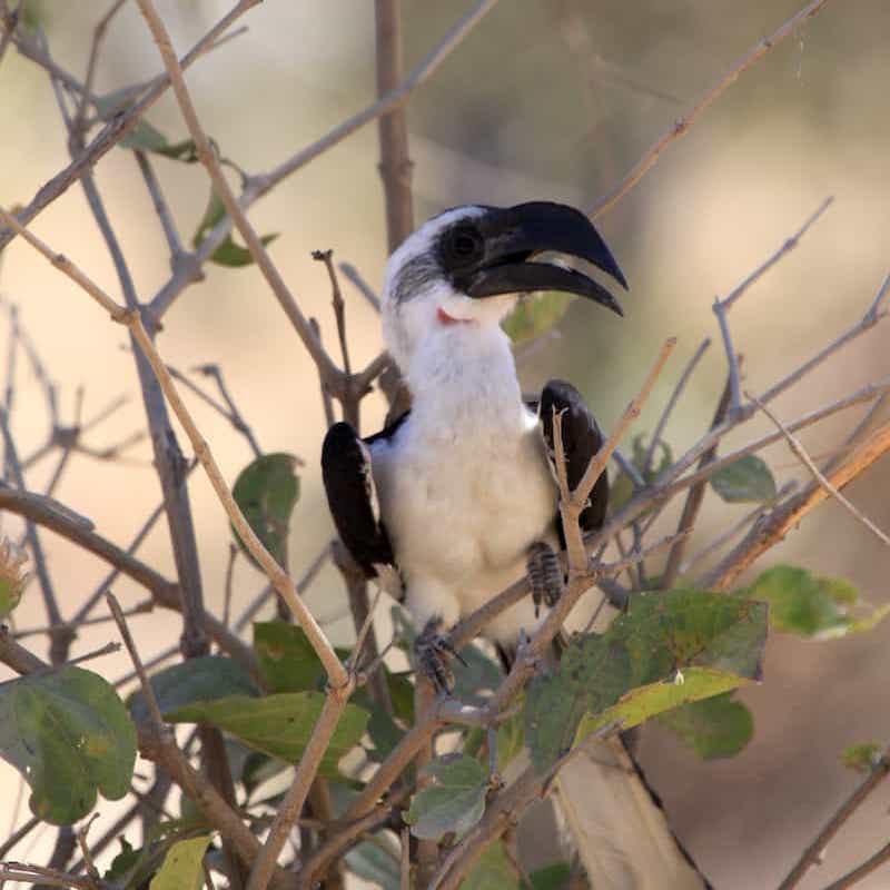 Hornbill