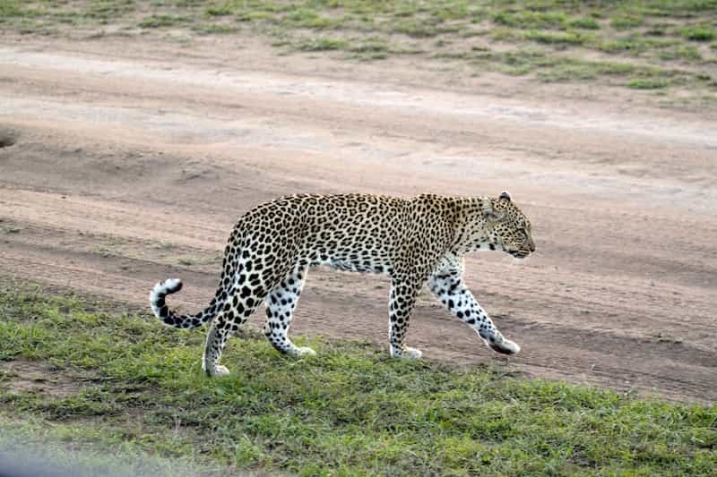 Leopard