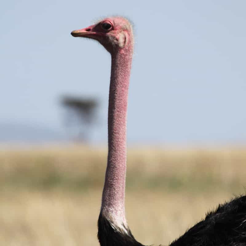 Ostrich