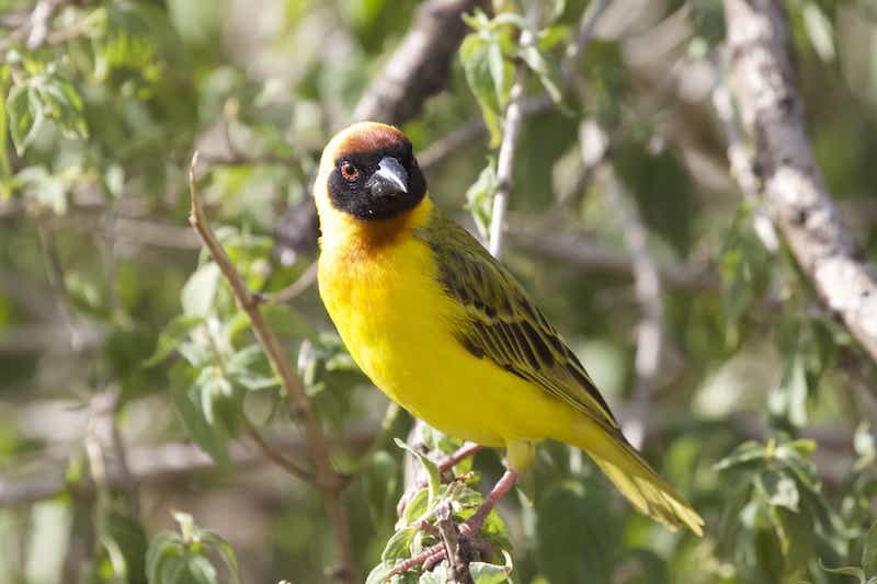 Weaver bird