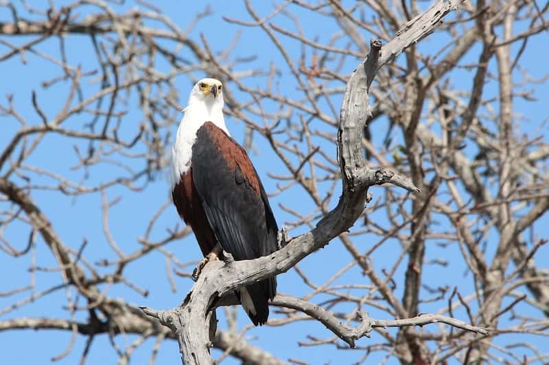 Fish eagle